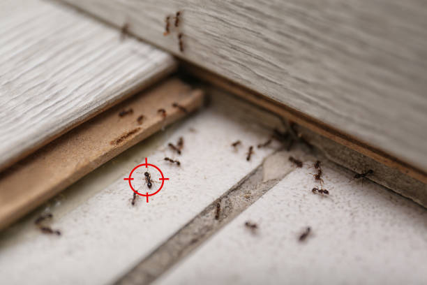 Best Local Pest Control Services  in Mount Carmel, IL